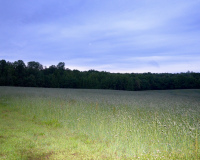 Hay Field Bandits Ridge