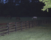 Horses Bandits Ridge