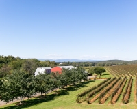 Barboursville-Wedding-Venue-9