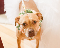 Flower Girl Dog At Wedding