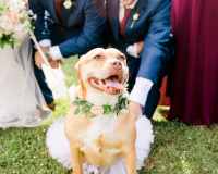 Smiling Pitbull Flower Dog