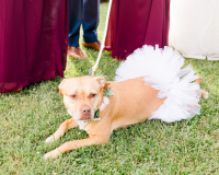 Flower Girl Dog