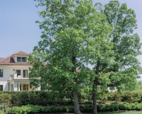 Xiaoqi-Li-Photography-2023-05-10-Keswick-Hall-Tour-026