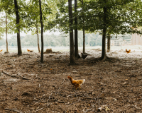 seven_springs_wedding_rebecca_burt_photography-41