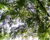 tuckahoe plantation-0008