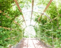 tuckahoe plantation-0009
