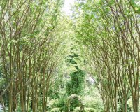 tuckahoe plantation-0015