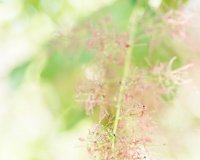 tuckahoe plantation-0024
