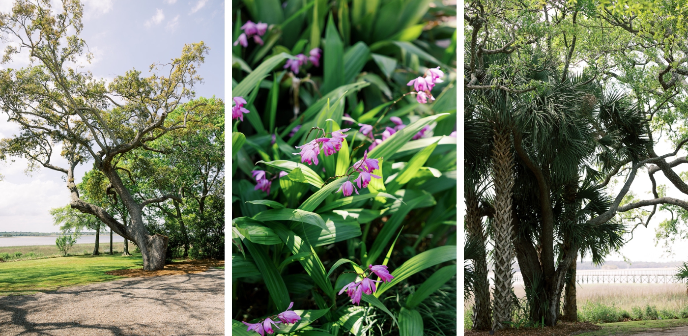 The lush lawn and trees at the Lowndes Grove