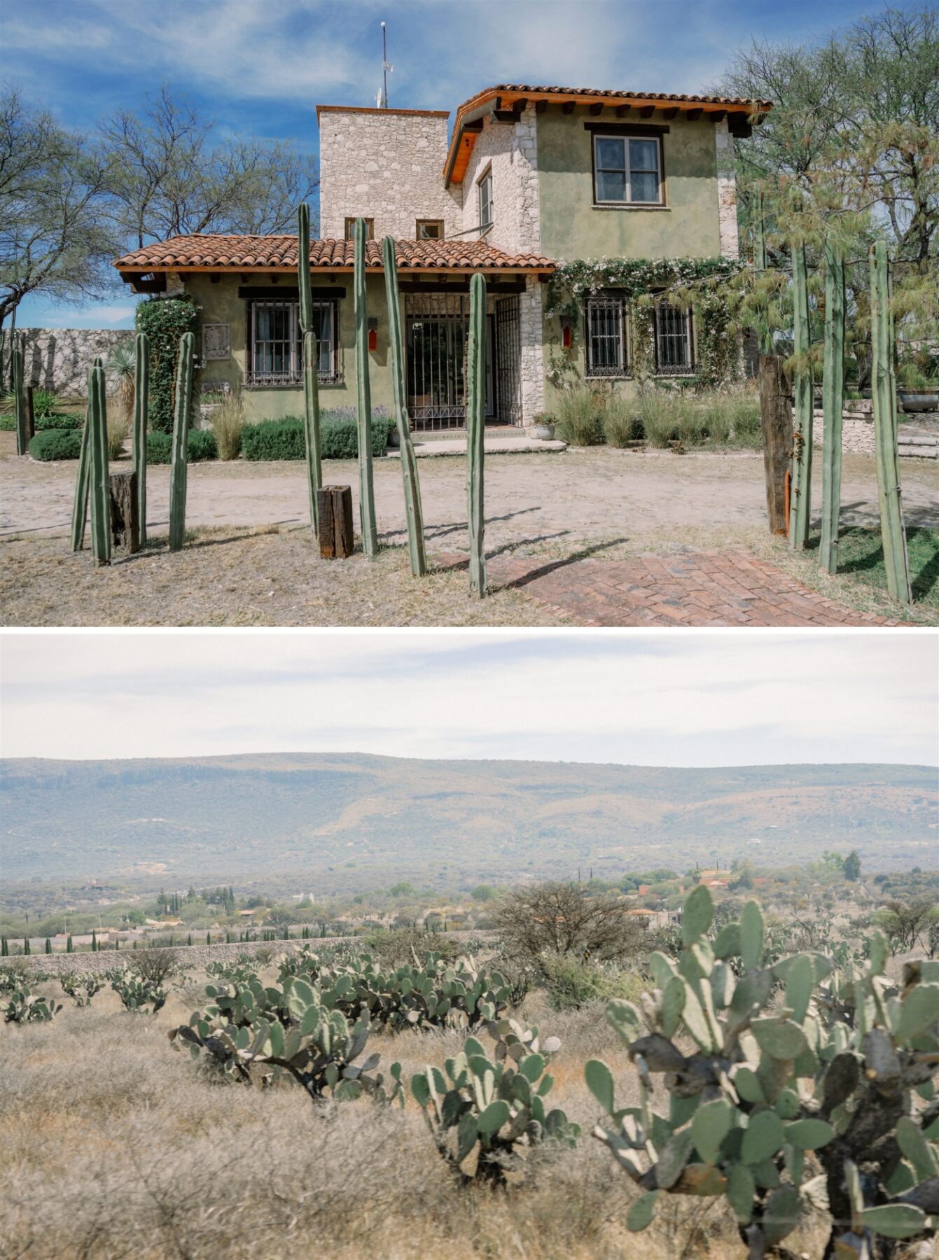 A field full of cactus outside of San Miguel de Allende