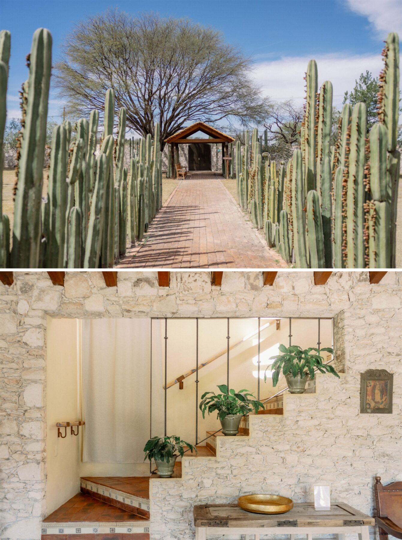 A walkway flanked by talk cacti