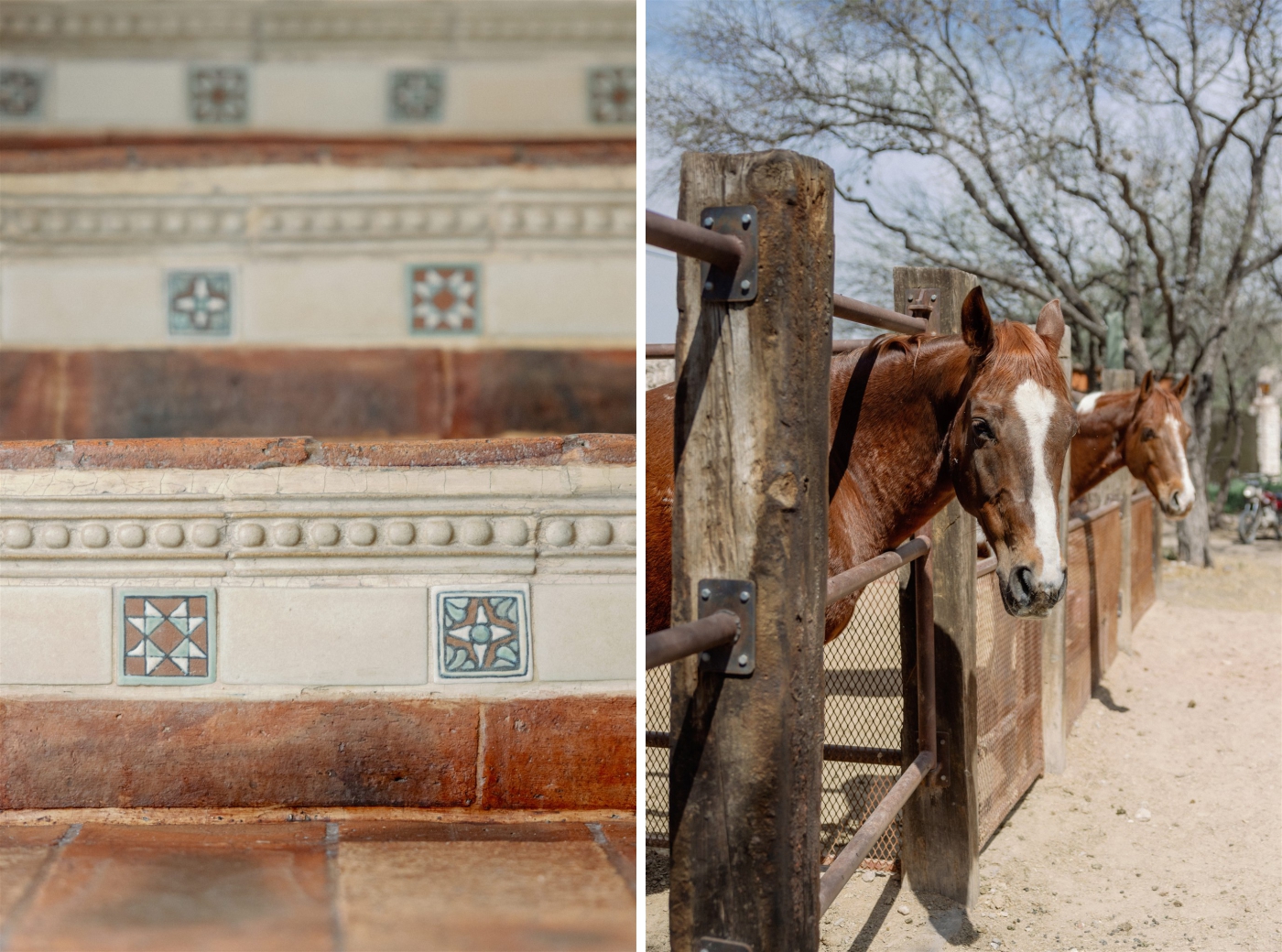 Horses in a pasture at Rancho Las Sabinas