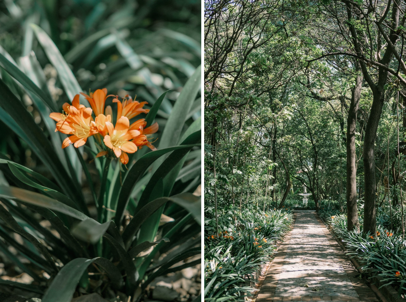 A long stone walkway lined with large, bushy green plants at Casa de la Bola